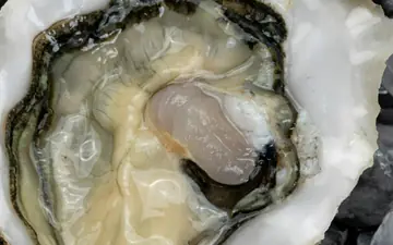 Una ostra abierta sobre hielo picado